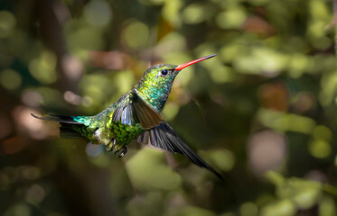 Naklejka premium Picaflor verde 