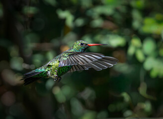 Naklejka premium Picaflor verde