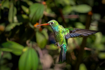 Picaflor verde macho © Sergio