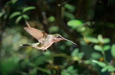 Naklejka premium Picaflor de barbijo volando hembra