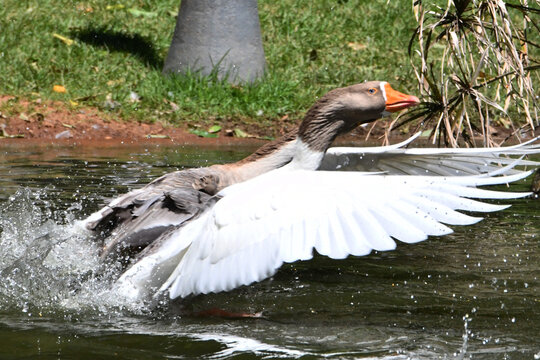A corrida de gansos no lago do Museu da Rep&uacute;blica &eacute; simplesmente um espet&aacute;culo. Pal&aacute;cio do Catete - RJ 