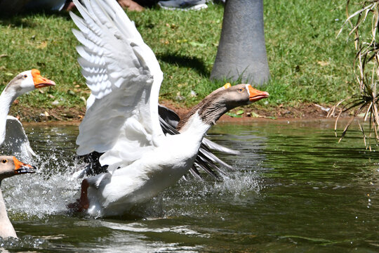 A corrida de gansos no lago do Museu da Rep&uacute;blica &eacute; simplesmente um espet&aacute;culo. Pal&aacute;cio do Catete - RJ 