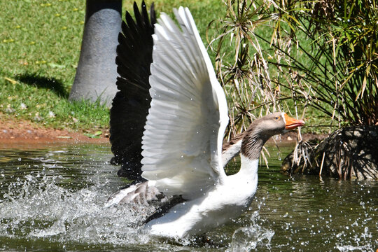 A corrida de gansos no lago do Museu da Rep&uacute;blica &eacute; simplesmente um espet&aacute;culo. Pal&aacute;cio do Catete - RJ 