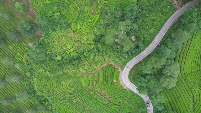 Aerial drone footage of Ciwidey road from above, in the middle of green tea terrace plantations, with motorbikes and cars passing by, in Sukaati village area, Bandung regency, Java island, Indonesia
