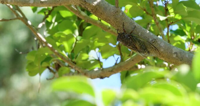 蝉(クマゼミ)が鳴いている4K動画、集音マイクで収録