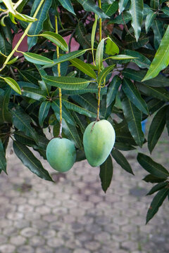 The mangoes are ready to be harvested