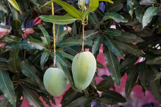 The mangoes are ready to be harvested