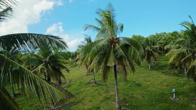 Aerial Coconut Palm Grove In Siquijor Philippines, Drone Pans Over Lush Grassy Field With Rows Of Tall Coconut Palms, Swaying Fronds Under Bright Blue Sky And Scattered Clouds, Visible