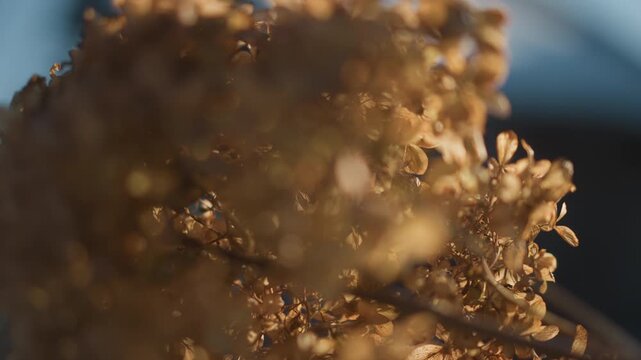 Winter garden scene with dried hydrangeas. Gardener examining fragile petals in frosty outdoor setting. Outdoor winter garden with dried hydrangea blooms illuminated by warm evening light