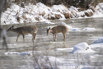 Obraz premium deer in the snow, Deer crossing the stream, nature, wildlife, Canada, white tailed deer, season