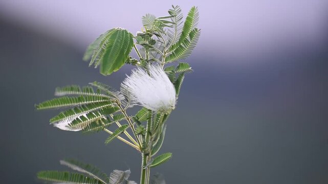 Beautiful macro view of a blooming Calliandra flower with bright white filaments and subtle motion, captured in soft light with a blurred natural background.