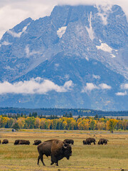 Close view of the bisons at Grand Teton National Park, Autumn time. © Zimu