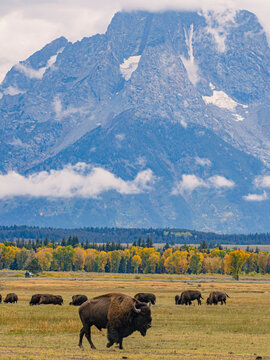 Close view of the bisons at Grand Teton National Park, Autumn time.