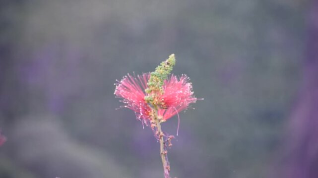 Close-up of a vibrant red powder puff flower blooming on a slender branch, with soft bokeh background and gentle natural light creating a dreamy atmosphere.