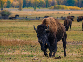 Close view of the bisons at Grand Teton National Park, Autumn time. © Zimu