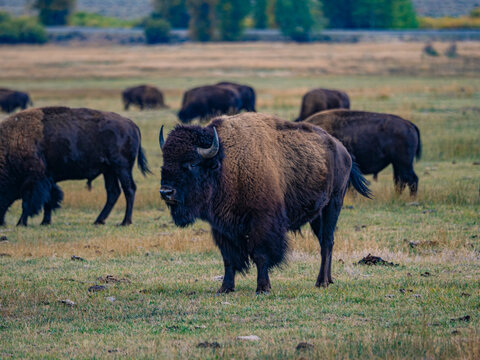 Close view of the bisons at Grand Teton National Park, Autumn time.