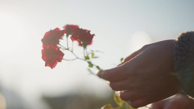 Backlit hand offering red flowers, minimal skyline backdrop, delicate cluster held between fingers, warm rim light accentuating petals, contemplative hopeful mood, slow cinematic pan