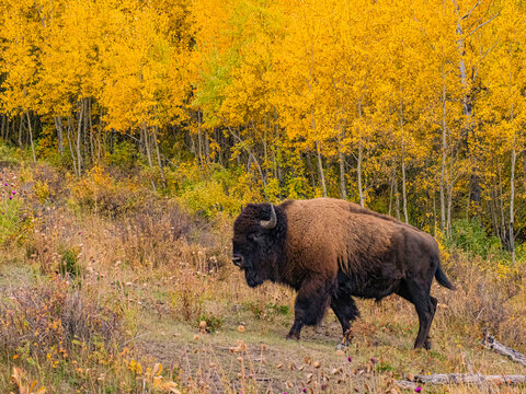 Close view of the bisons at Grand Teton National Park, Autumn time.