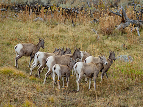 Close view of the bisons at Grand Teton National Park, Autumn time.
