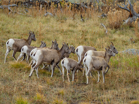 Close view of the bisons at Grand Teton National Park, Autumn time.