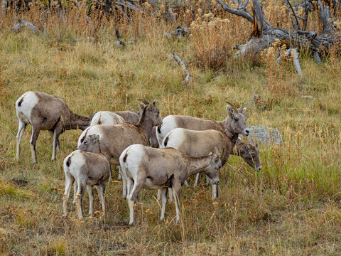 Close view of the bisons at Grand Teton National Park, Autumn time.