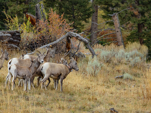 Close view of the bisons at Grand Teton National Park, Autumn time.