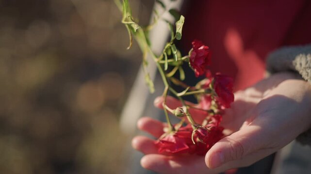 Colorful roses are softly grasped by gentle hands through emerald garden surroundings. Bright red flowers are carefully cradled by tender hands amidst flourishing green foliage in peaceful garden