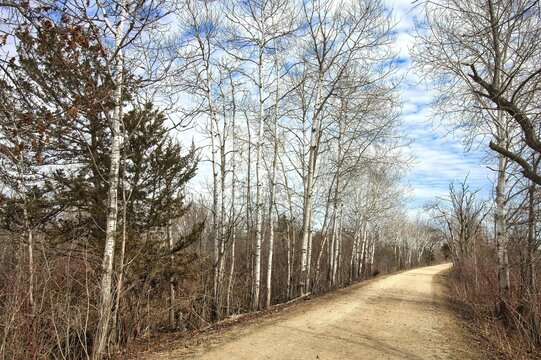 On a sunny spring day, the Glacial Drumlin State Trail curves past Pine and Birch trees in the forest near Lake Mills, Wisconsin.