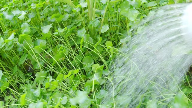 Farmer pouring  centella asiatica fresh background, farmer watering herb organic plant natural green leaf garden, herbal aromatic gotu kola medical for good health.
