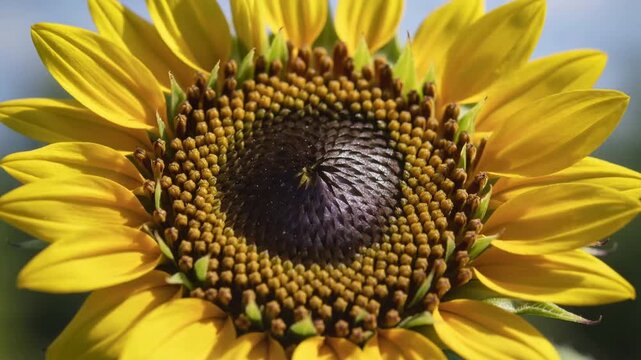 Warming sun urging bracted sunflower unfurling, showing yellow petals and spiral seeds in garden