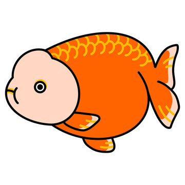 らんちゅうのイラスト