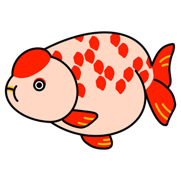 らんちゅうのイラスト