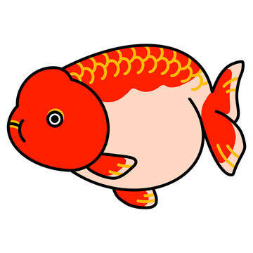 らんちゅうのイラスト