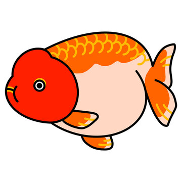 らんちゅうのイラスト