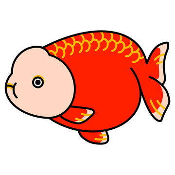 らんちゅうのイラスト