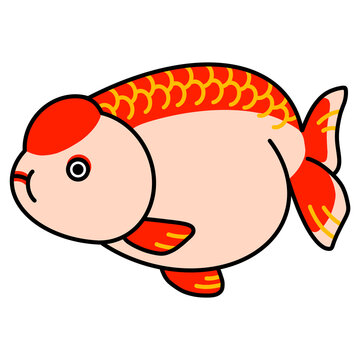 らんちゅうのイラスト