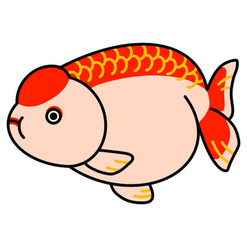 らんちゅうのイラスト