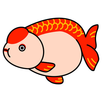 らんちゅうのイラスト