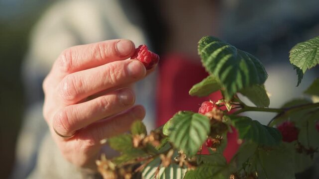 Hand picking ripe raspberries in backyard, cozy home cook carefully plucks sunlit fruit from leafy cane, closeup on wrinkled fingers and textured leaves, gentle domestic mood for jam and seasonal