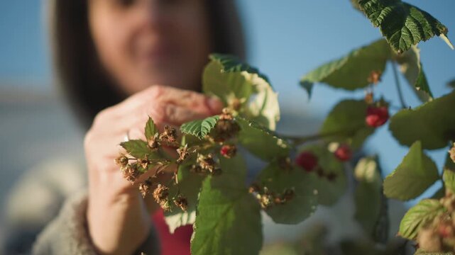Caucasian woman picking raspberries home cook, forager inspecting ripe fruit under soft sunlight, closeup leaves and hands, tasting sample, gentle smile, backyard garden, seasonal harvest for homemade