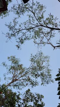 Leucaena Leucocephala Tree with Seed Pods Blowing in Wind