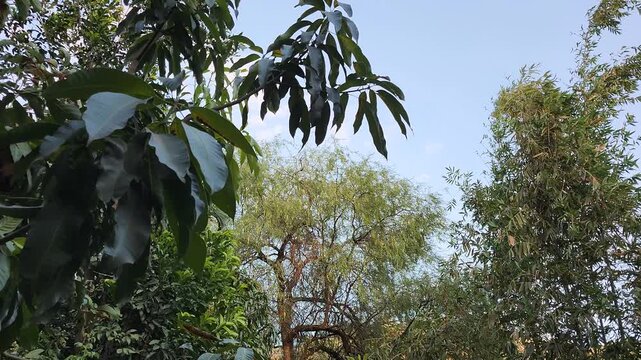 Leucaena Leucocephala Tree with Seed Pods Blowing in Wind