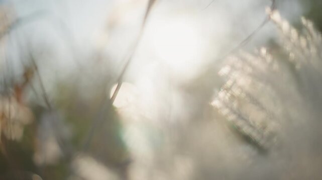 Soft light feathers. Feathers glow in gentle sunlight. Pastel skies cast gentle glow on shimmering seed heads. Backlit seed heads emit soft radiance beneath calming tone of pastel hued skies