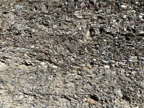 Layers of gray oyster shells are packed tightly together forming a rough textured surface with natural patterns and earthy tones creating an outdoor scene full of detail and history
