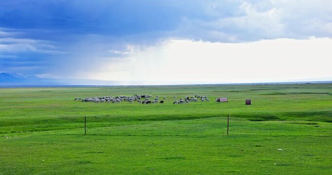 Flock of sheep grazing on vast green grassland under dramatic stormy skies in Xinjiang, China.