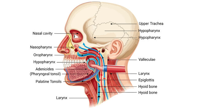 Anatomical illustration of the human head, showing nasal cavity, pharynx, larynx, and hyoid bone.