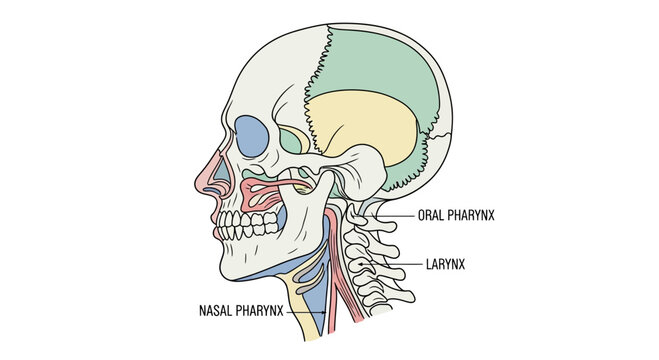 Anatomical illustration of the human head, profile view, showing skull and pharynx