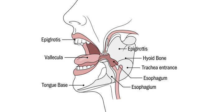 Anatomy of Human Mouth and Throat: Epiglottis, Hyoid Bone, Esophagus