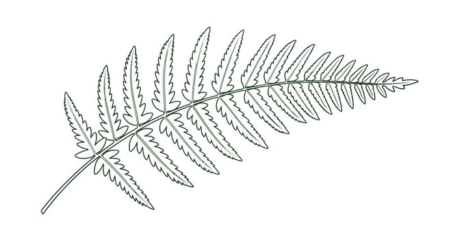 Elegant Fern Leaf Line Art Illustration - Botanical Outline Drawing