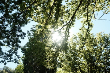 Fototapeta premium sun shining through trees